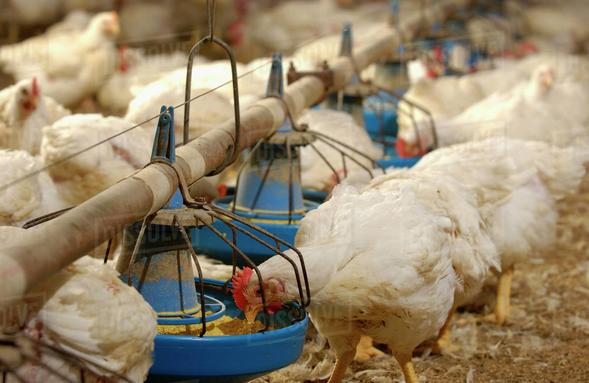 Livestock Mature broiler chickens at a feeding station in a poultry