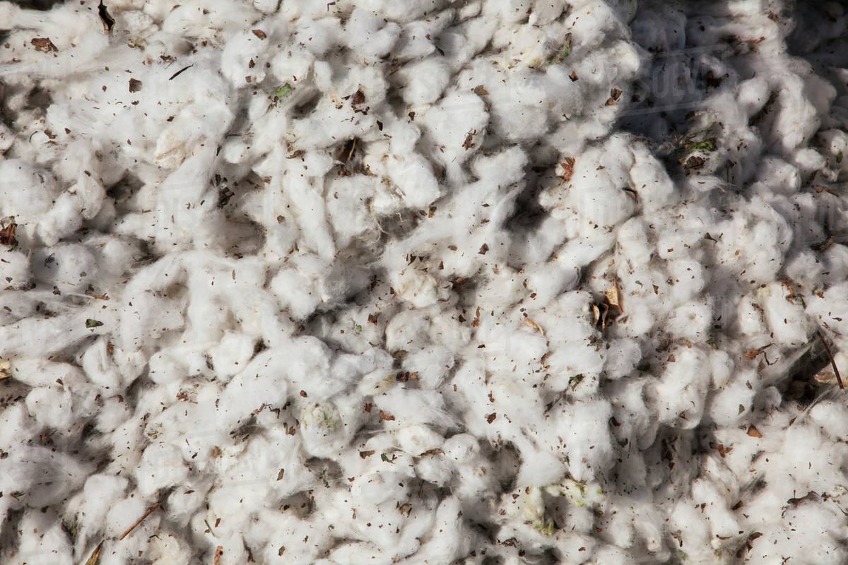 Close up of seed cotton with debris; England, Arkansas, United States
