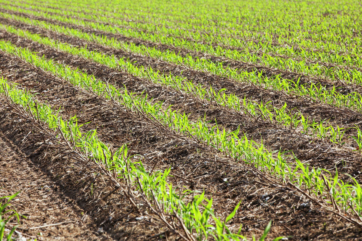 No-till corn at 4-5 leaf stage growing on beds where no till