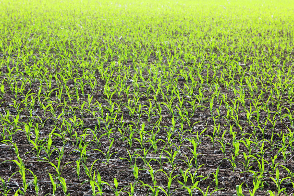 Notill corn at 45 leaf stage growing on beds where no till cotton and