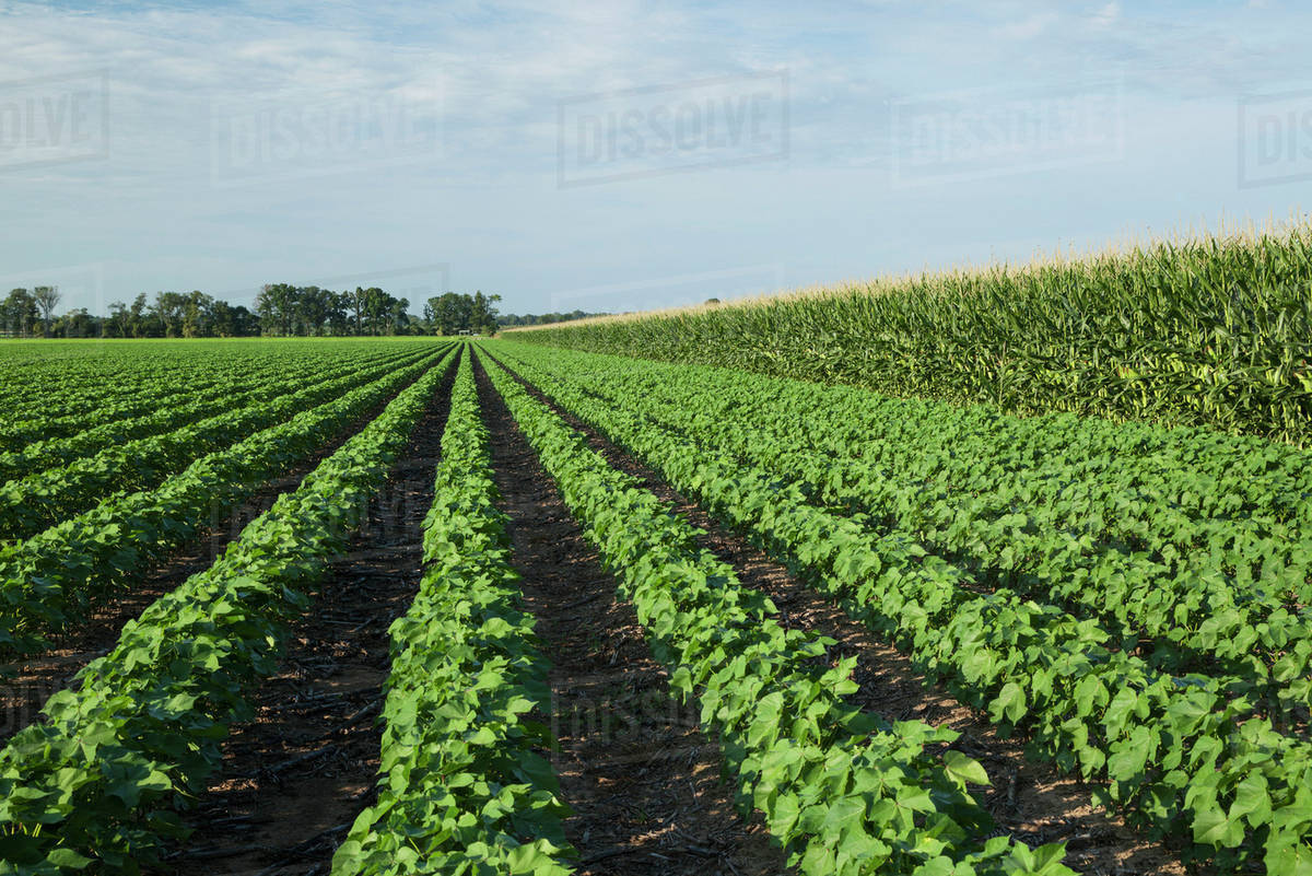 No till cotton growing beside no till corn; England, Arkansas
