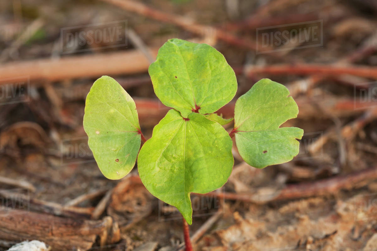 Cotton seedling, 2 true leaf stage, no till culture; England, Arkansas, United States of America