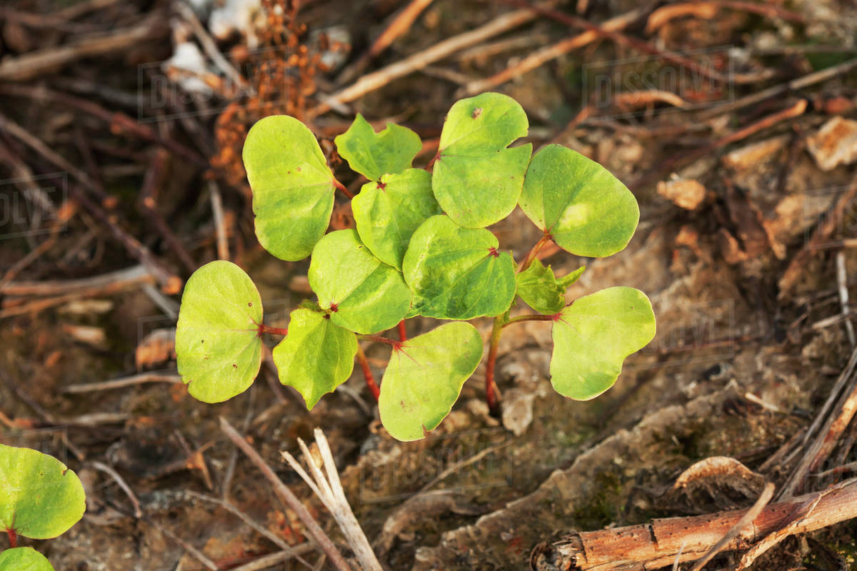 Cotton seedlings, 2 true leaf stage, no till culture; England, Arkansas, United States of