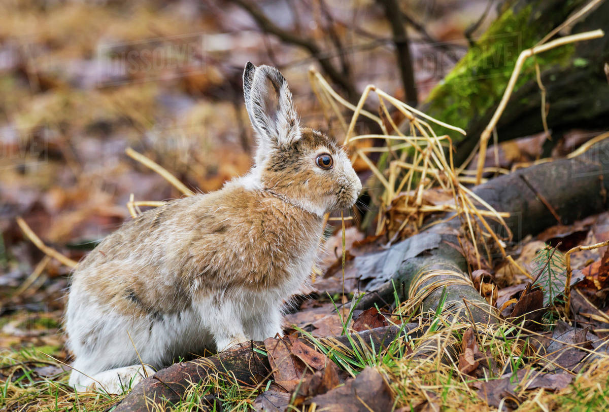 Snowshoe hare (Lepus americanus); Ontario, Canada Stock Photo Dissolve