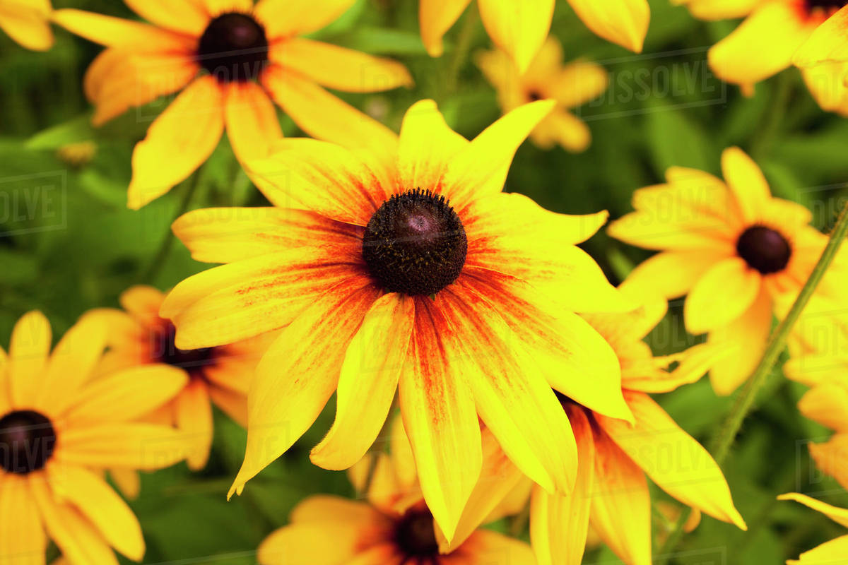 Yellow flower in bloom; Knowlton, Quebec, Canada Stock Photo Dissolve