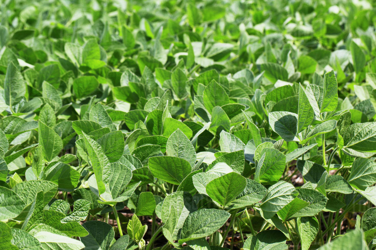 Soy bean leaves in a field; Port Colborne, Ontario, Canada Stock