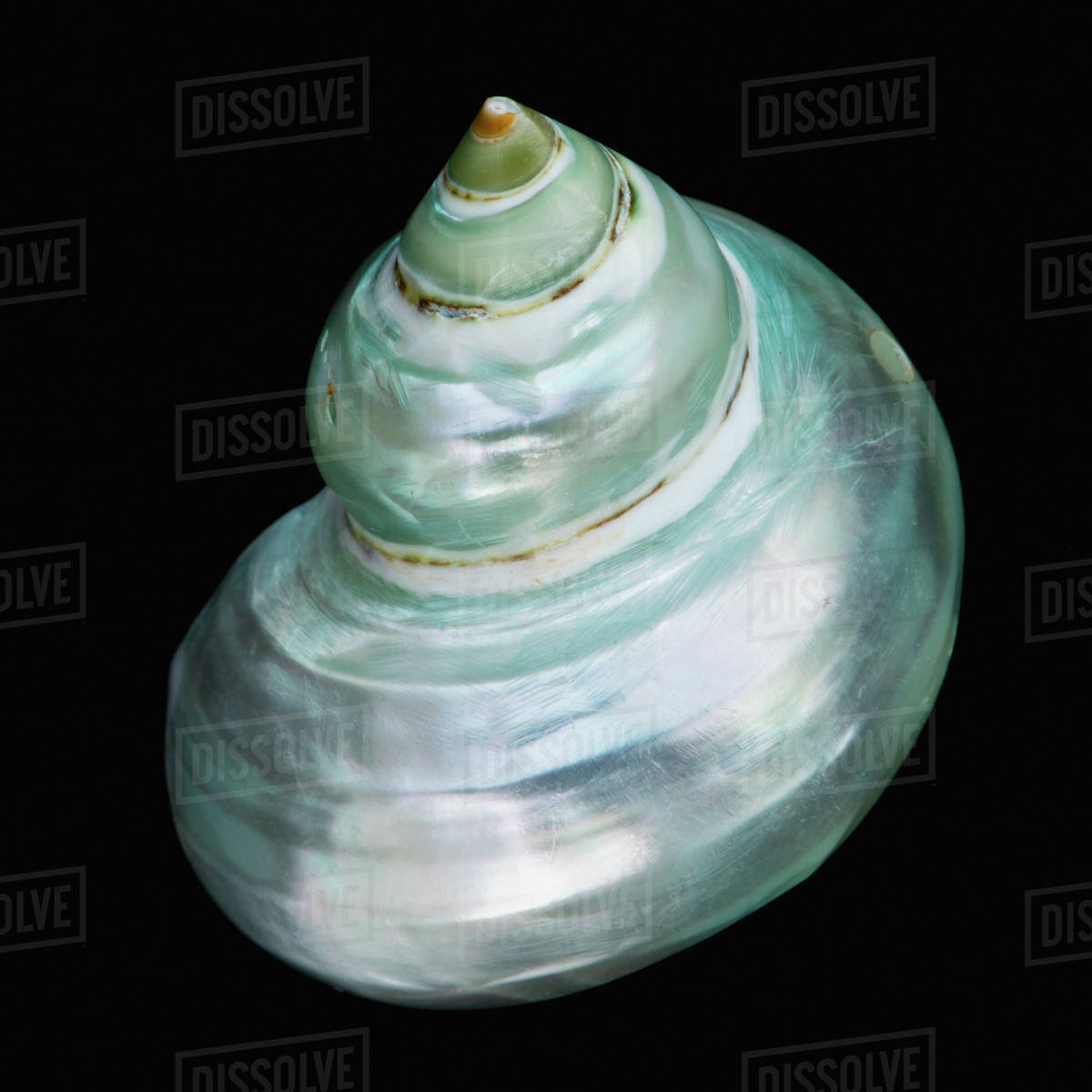 Macro studio shot of iridescent seashell on a black background Stock Photo Dissolve