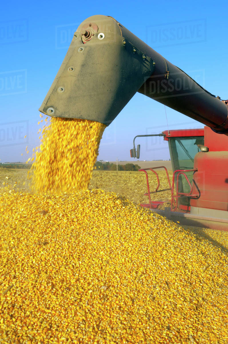 Agriculture A combine augers a full load of freshly harvested grain