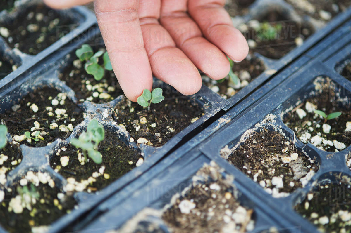Finger touching seedlings growing in seed flats in a greenhouse; Sparks