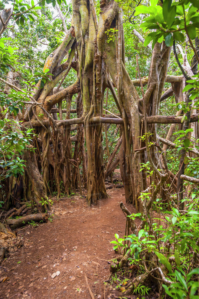 The Kuliouou trial on the South side of Oahu winds through a gum tree