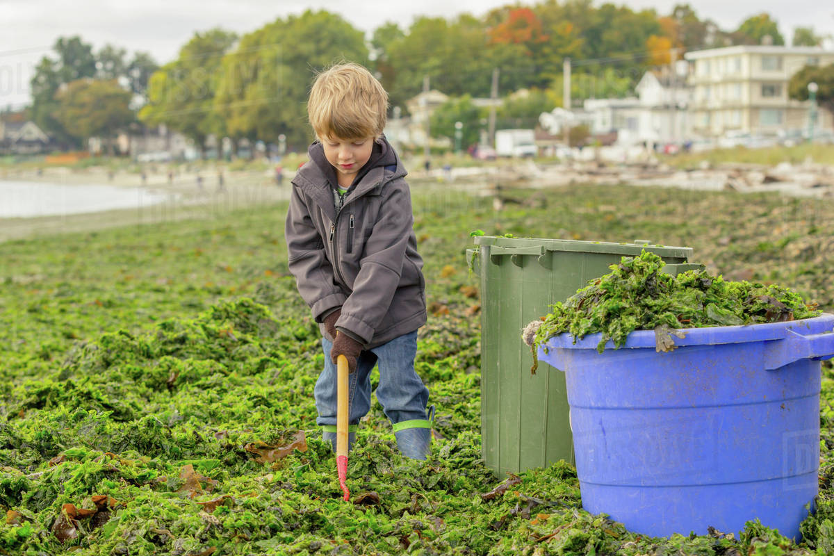 A young boy shovels seaweed from a beach into buckets to take home for composting; Victoria