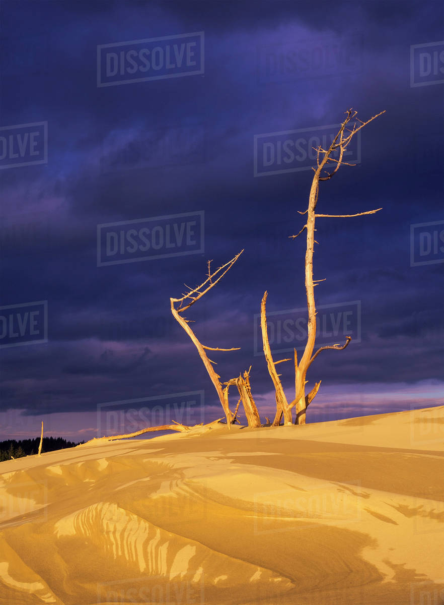 Dramatic light strikes the sand dunes with storm clouds overhead