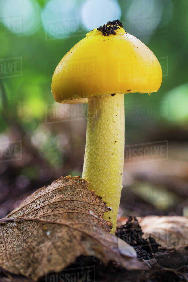 A yellow mushroom in the forest; Ontario, Canada Stock Photo Dissolve