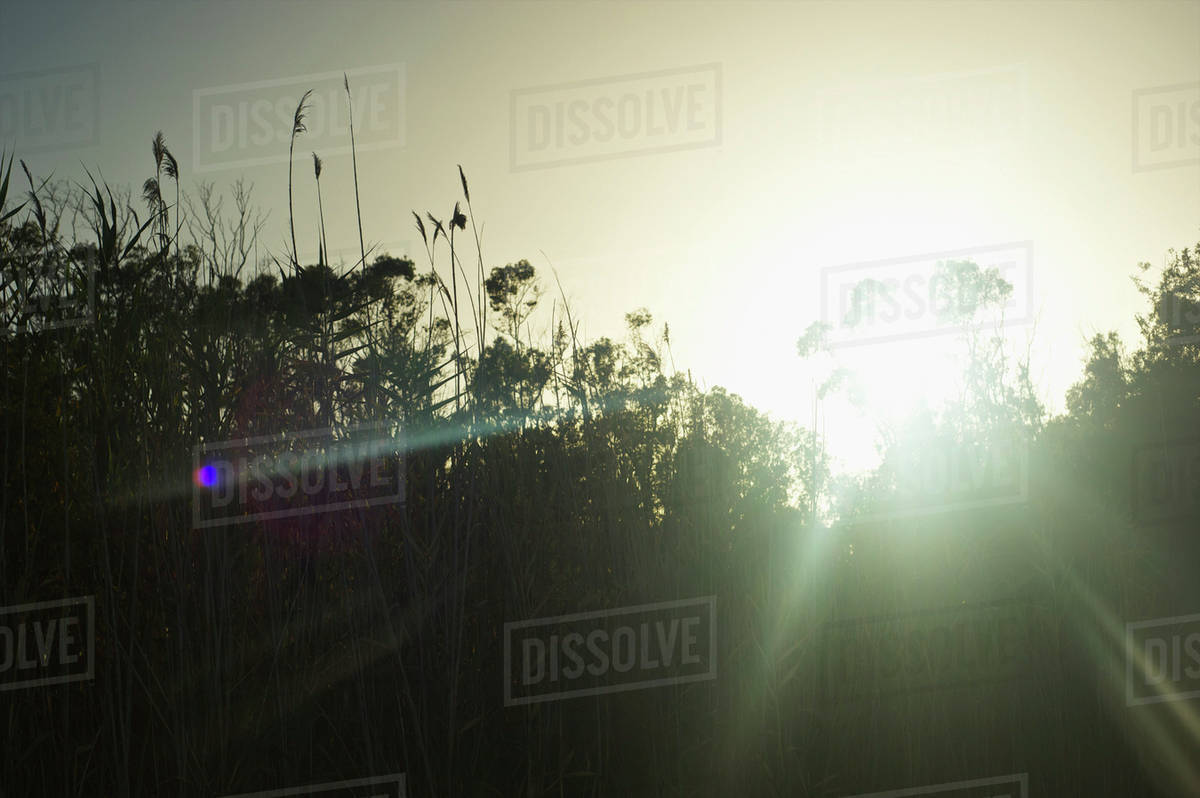 Sun rays shining through the tall grass at sunrise; Sardinia, Italy ...