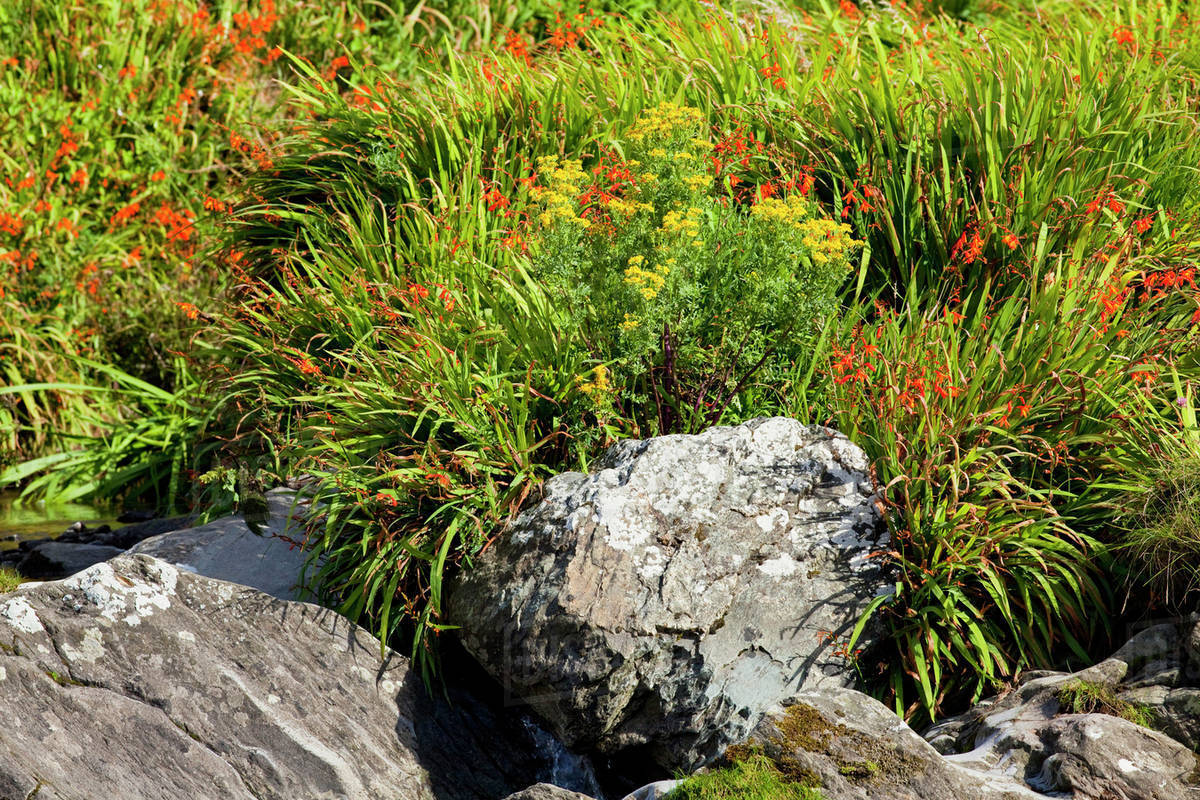 Red and yellow wildflowers and rocks; County Cork, Ireland Stock Photo Dissolve