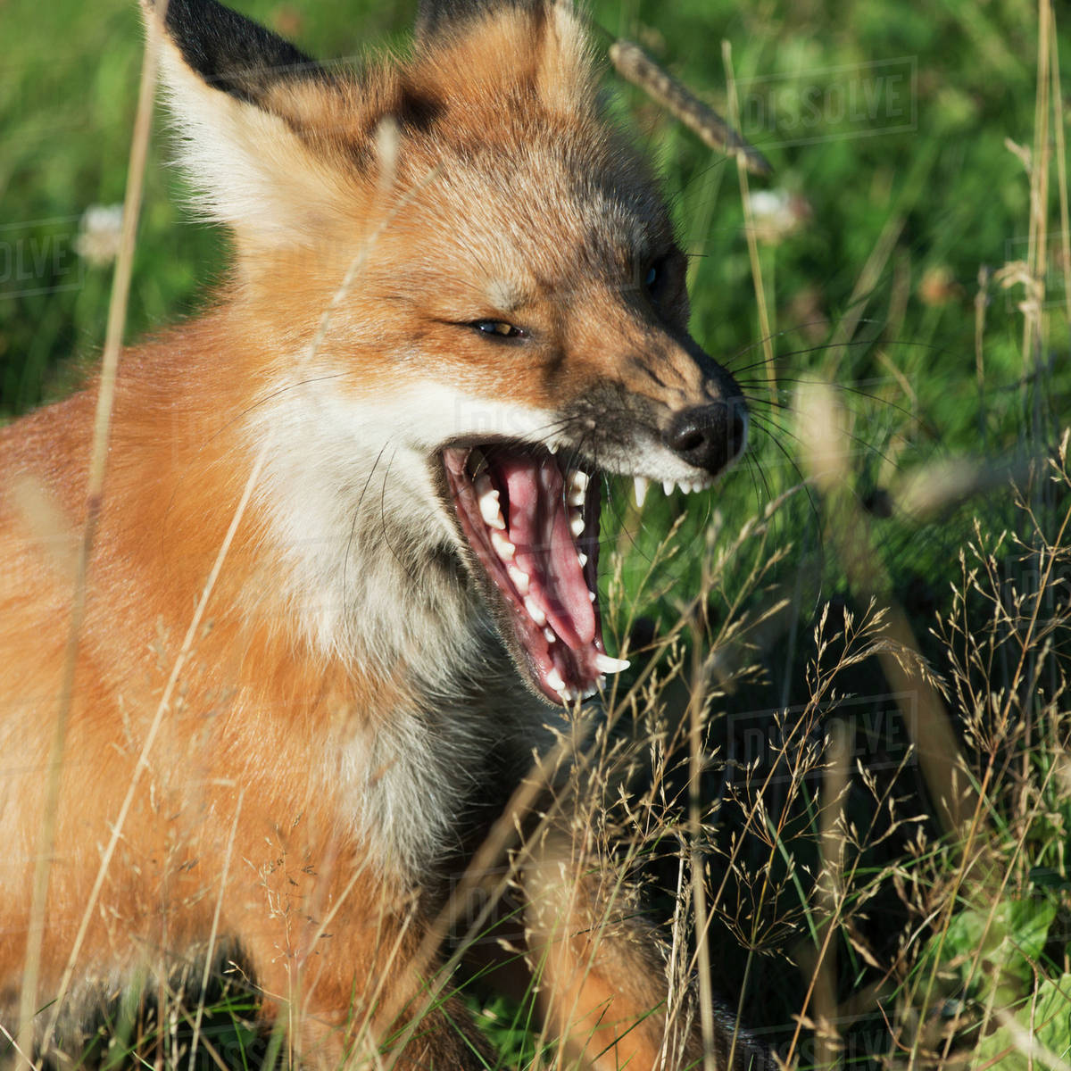 A fox (vulpes vulpes) shows it's sharp teeth with an open mouth; Green