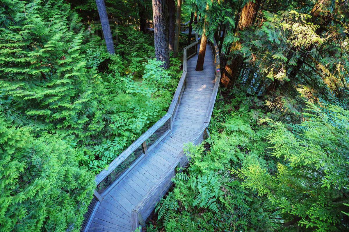 Trail in the forest at the Capilano Suspension Bridge; Vancouver