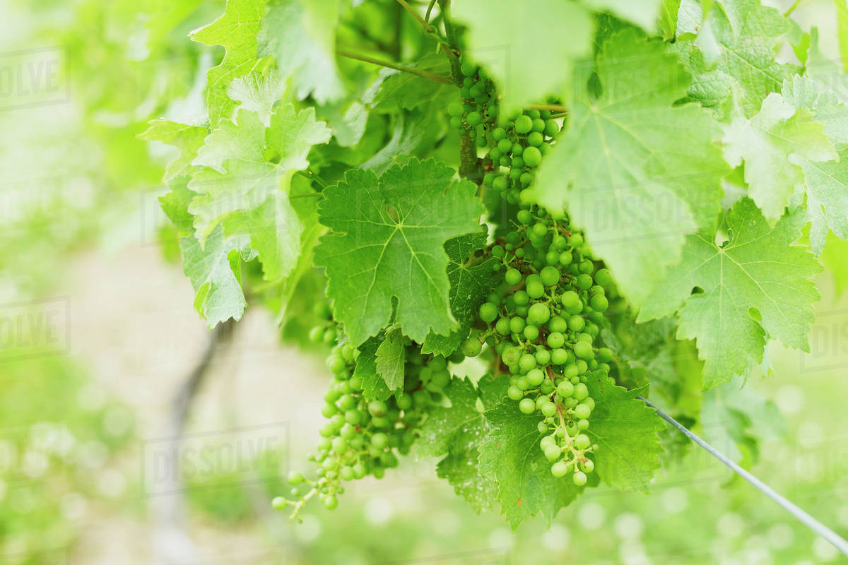 Grapes growing on vines in vineyard; New York, United States of America
