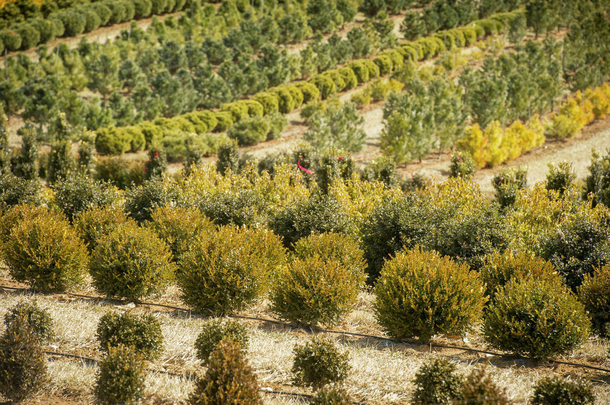 Tree nursery; Street, Maryland, United States of America Stock Photo