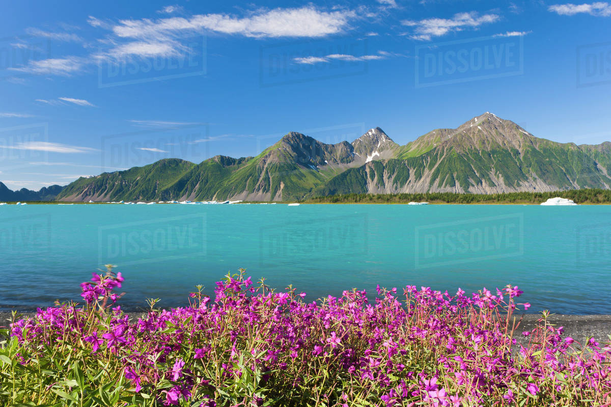 Alaska coastal landscape with fireweed wildflowers along shores of bear