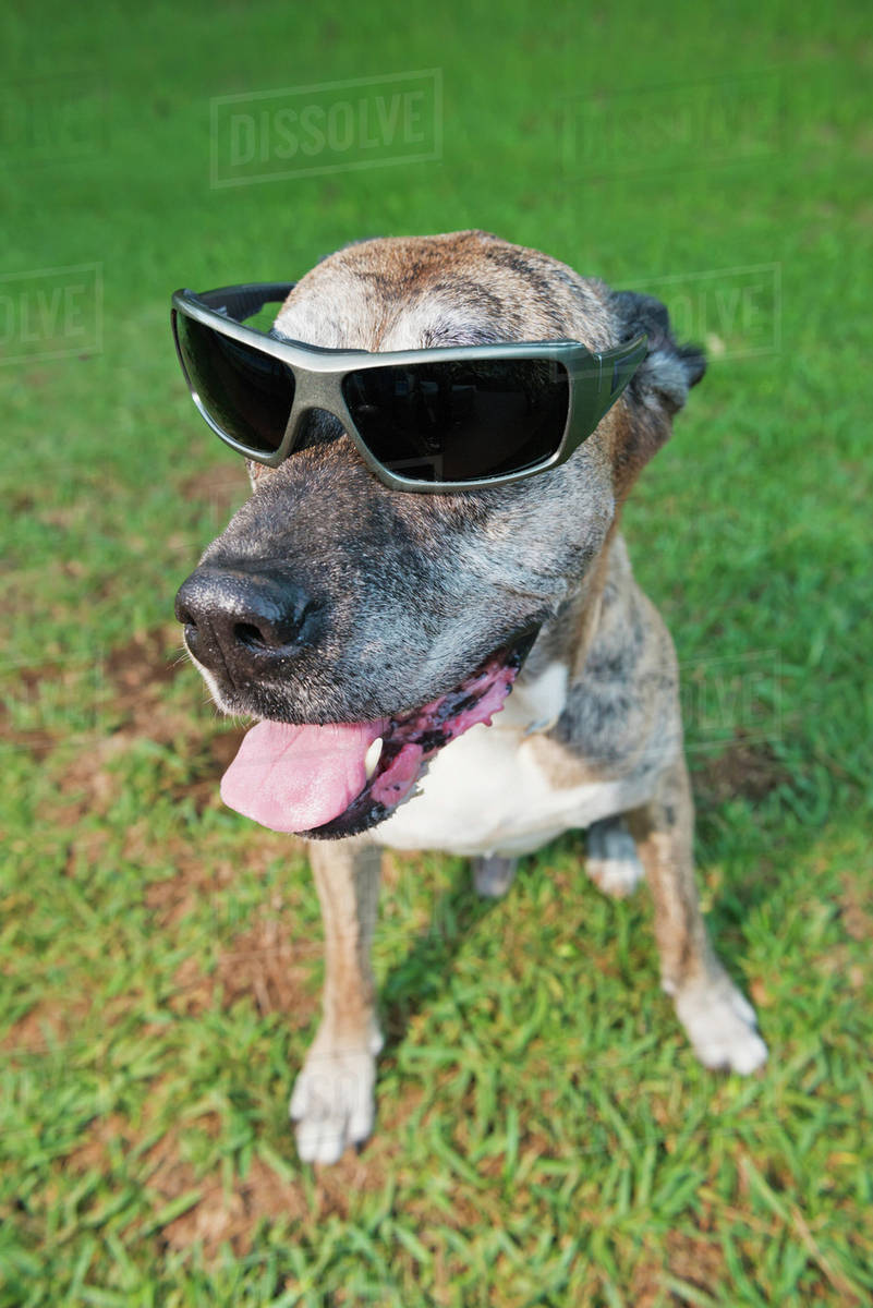 dog with sunglasses