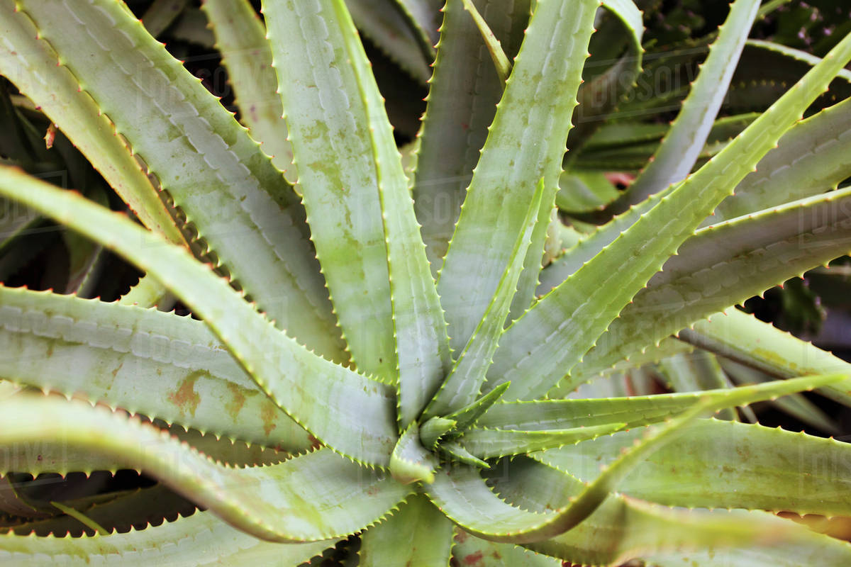 Close up of an aloe plant;Honolulu oahu hawaii united states of america