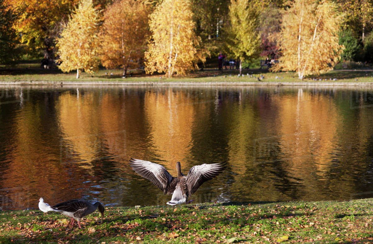 Ducks At The Waters Edge With A Reflection Of Autumn Coloured Trees Ducks At The Waters Edge With A Reflection Of Autumn Coloured Trees In Lake St Jamess Park London England