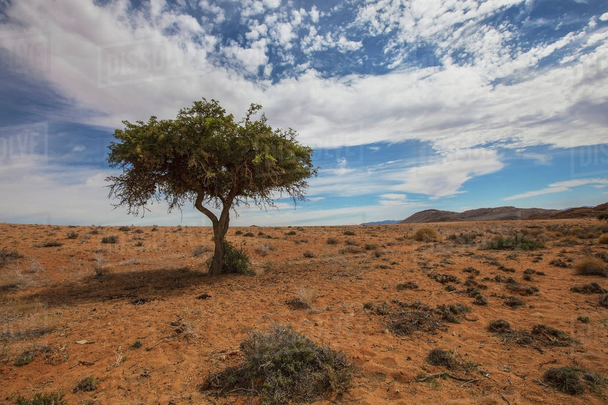 Acacia Tree In The Desert Klein Aus Vista Namibia Stock Photo