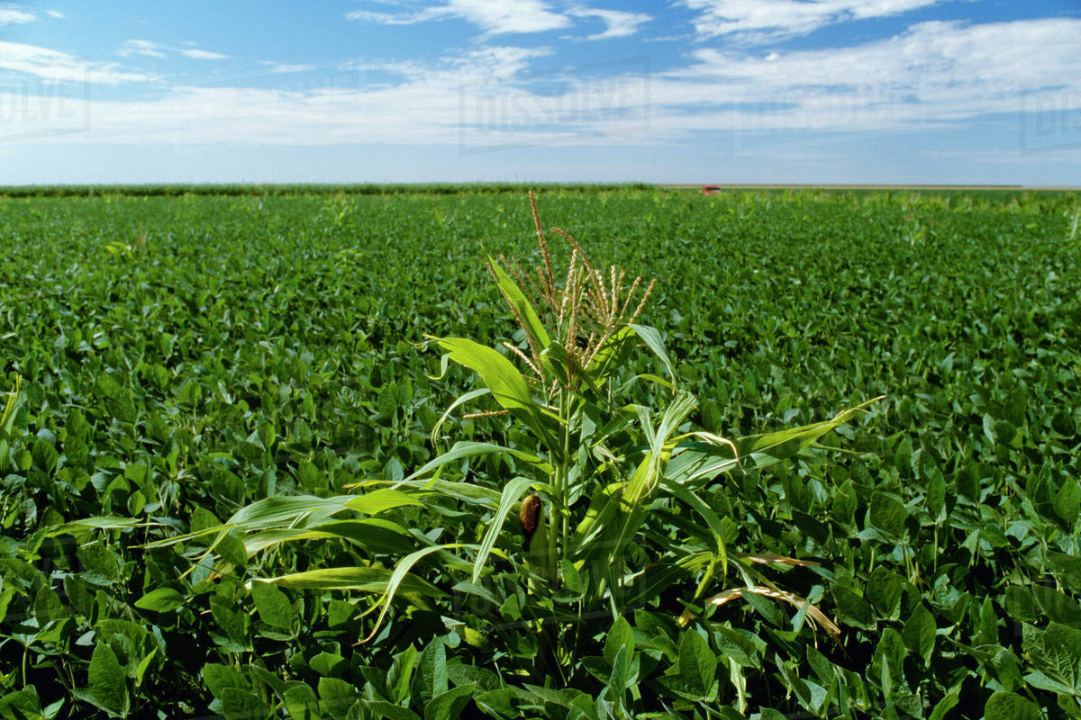 Agriculture Volunteer Roundup Ready corn growing as a weed in Roundup