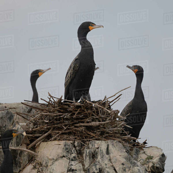 Double-crested cormorant (Nannopterum auritum) on it's nest on rock ...