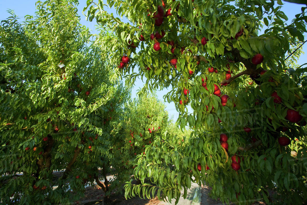 Agriculture Nectarine orchard in summer with ripe harvest ready