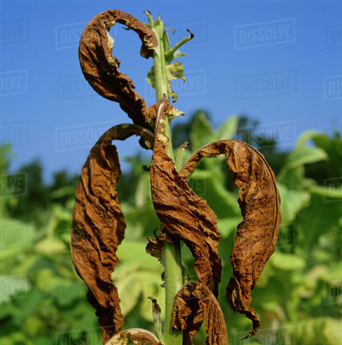 tobacco safety Prevention | Smoking and Tobacco