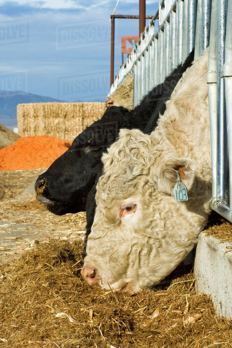 Livestock Beef cattle feed on corn stover, the stalks, leaves, cobs