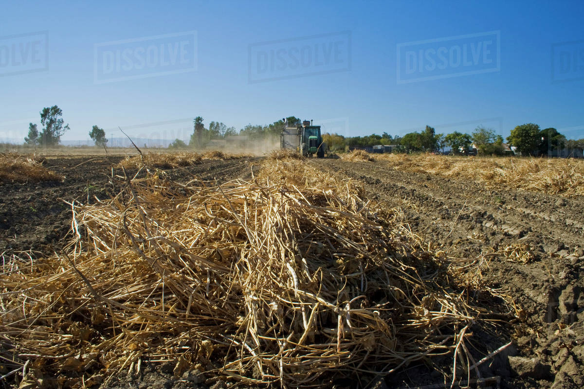 Agriculture Mechanical harvesting of dry blackeyed peas (aka.. black