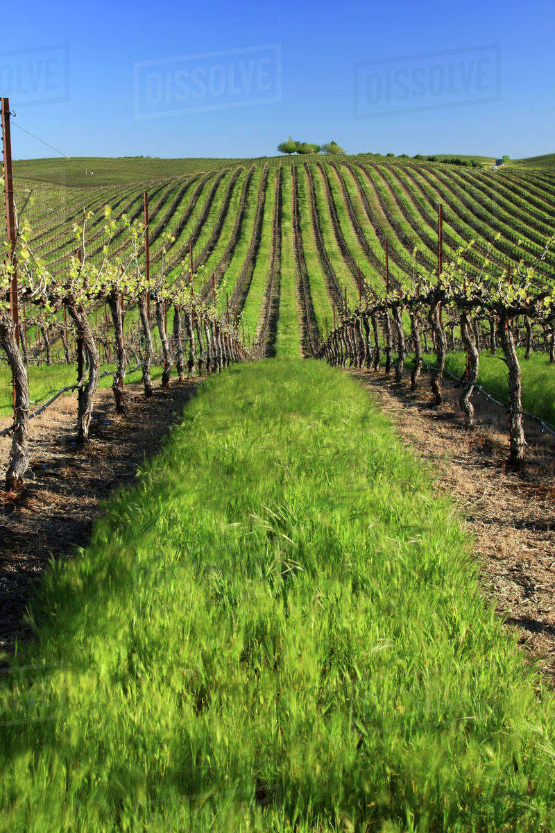 Agriculture Wine grape vineyard planted on rolling hills with Spring