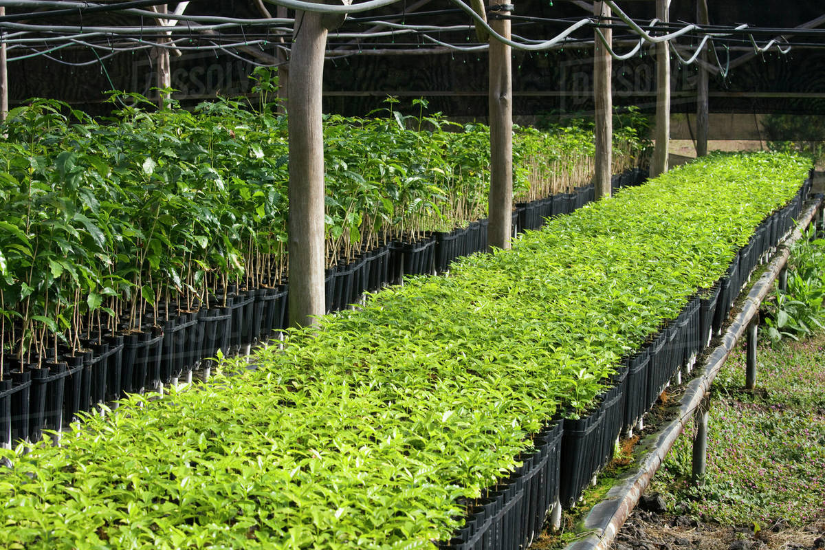 Agriculture Kona Coffee Seedlings At A Nursery Prior To Being Agriculture Kona Coffee Seedlings At A Nursery Prior To Being Transplanted In The Field Hawaii Usa