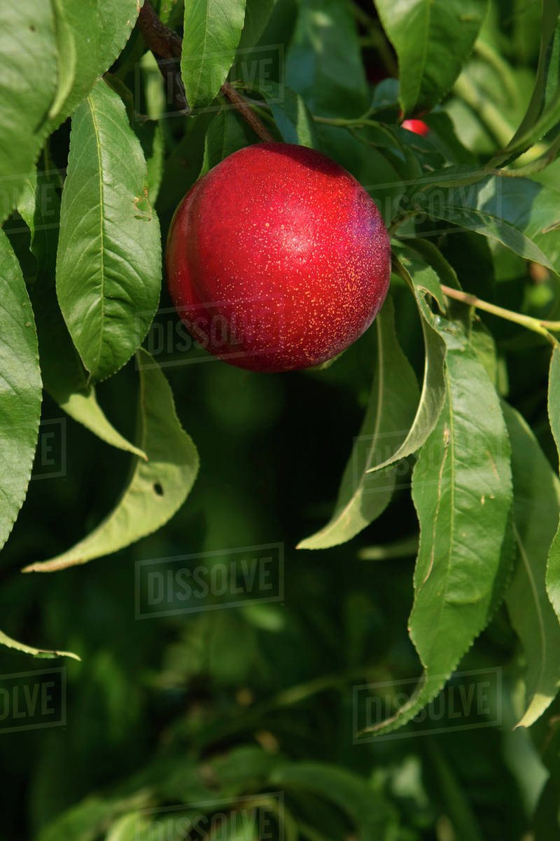 Agriculture Closeup of a Diamond Bright nectarine on the tree, ripe