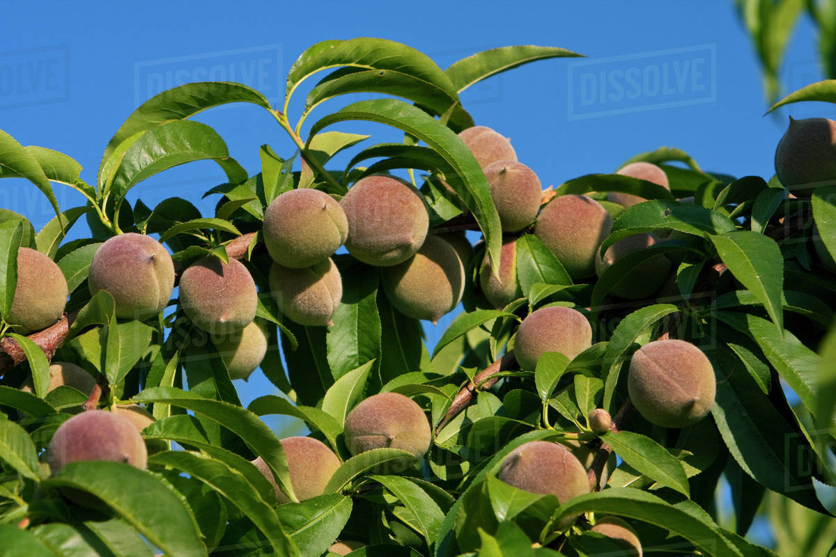 Agriculture Closeup of immature peaches on the tree, before thinning