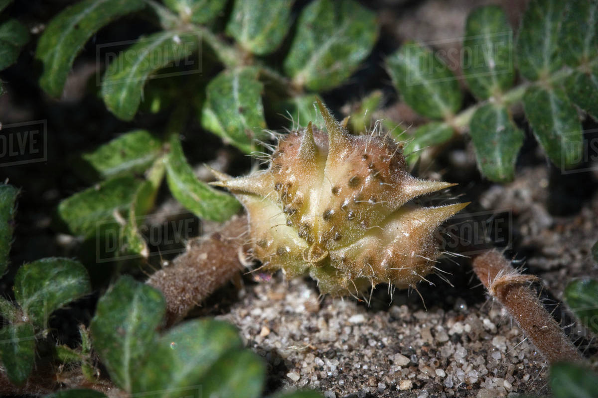 Agriculture Weeds, closeup of a Puncturevine (Tribulus terrestris