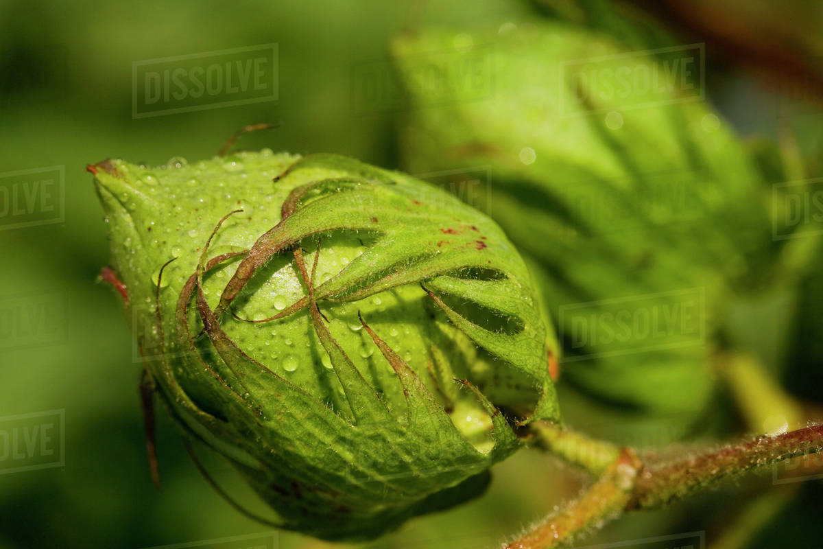 Agriculture - Closeup of a green unopened cotton boll in mid Summer ...