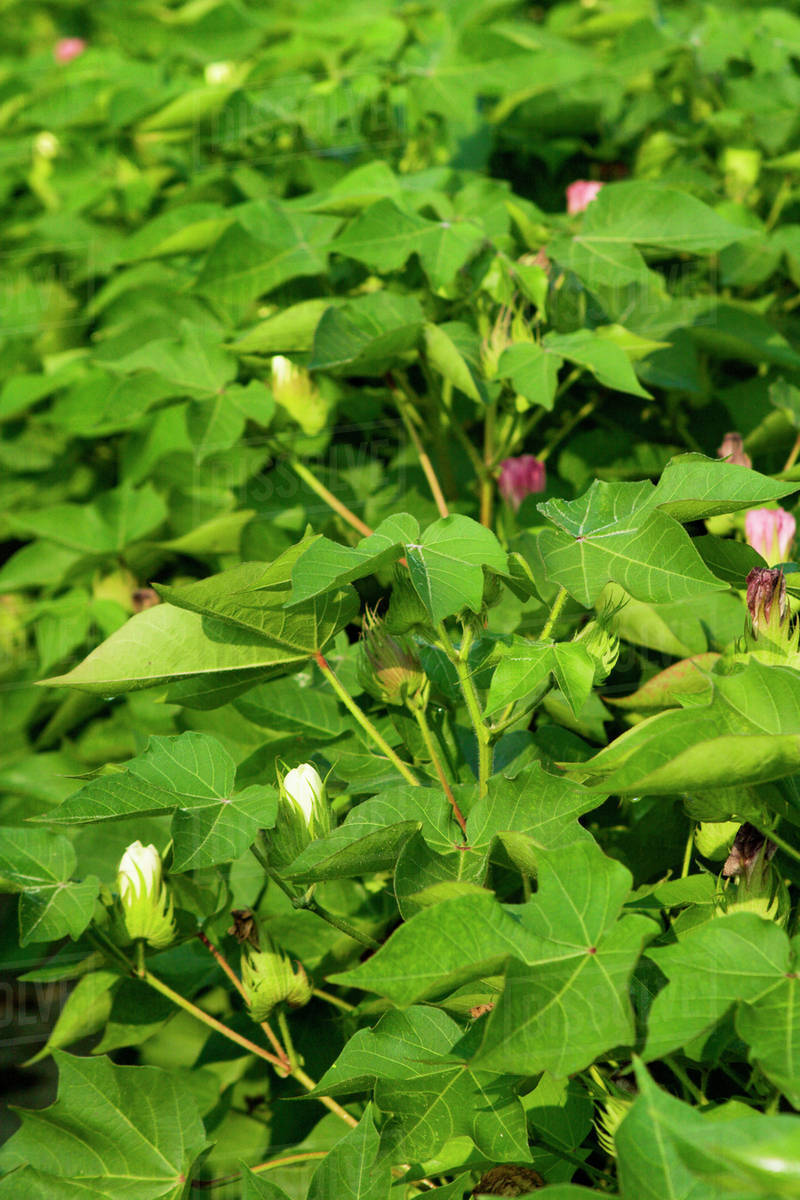 Agriculture Mid growth, bloom stage cotton plants in late afternoon