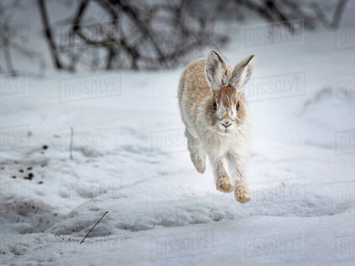 A snowshoe hare (Lepus americanus) already turning from winter white to ...