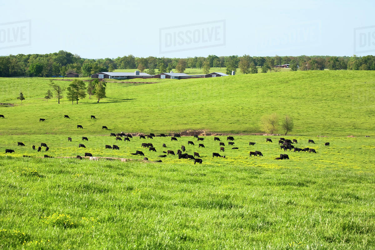 Livestock Beef cattle, mostly Black Angus, graze on a healthy green