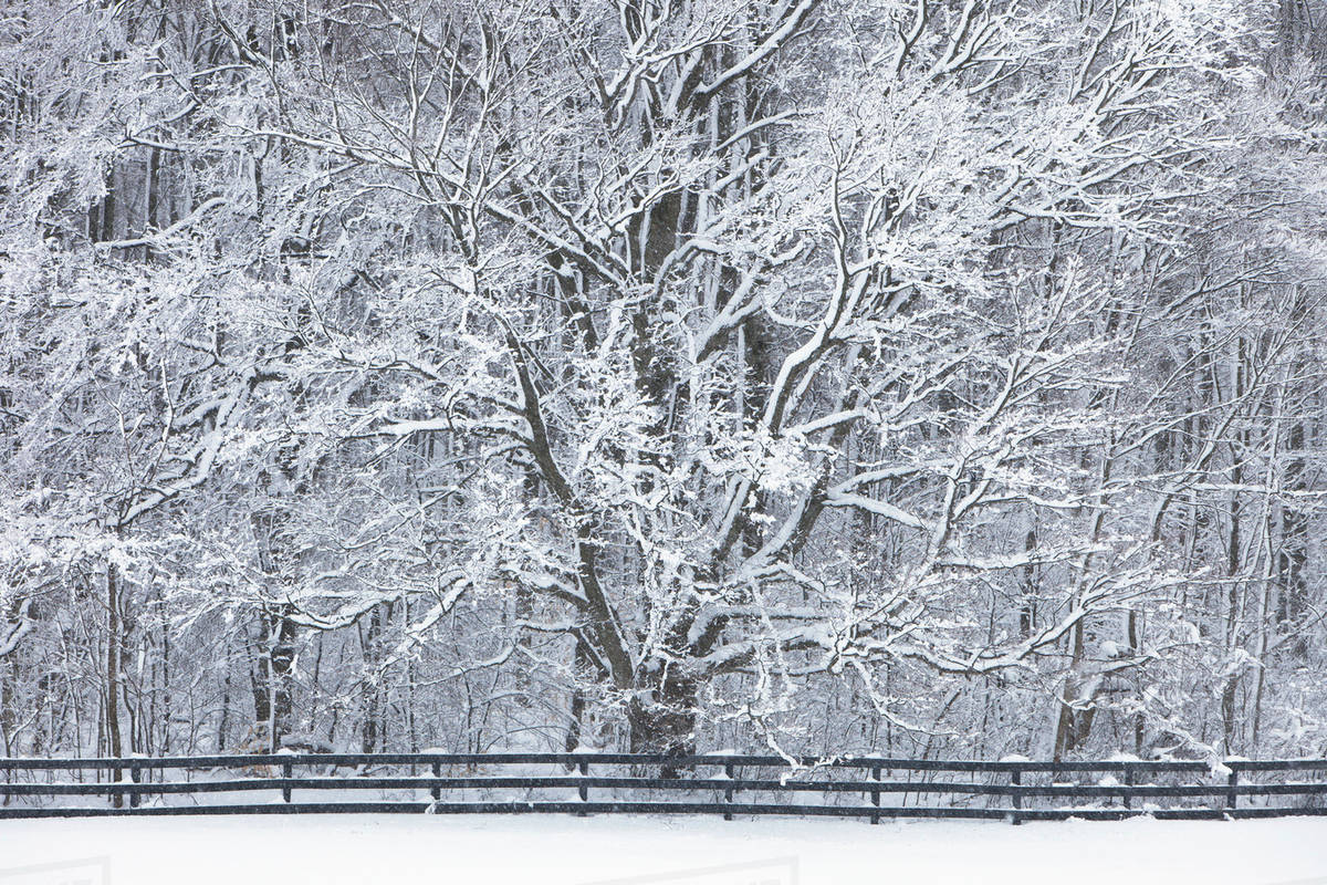 Fresh Falling Snow Covers Trees; Caledon, Ontario, Canada Stock Photo