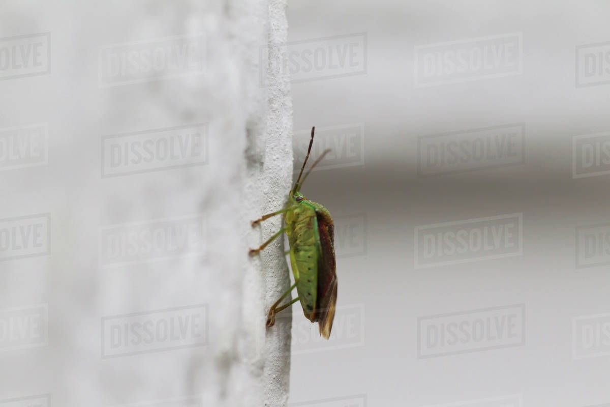 A Stink Bug Rests On The Side Of A House In Summer; Palmer, Alaska