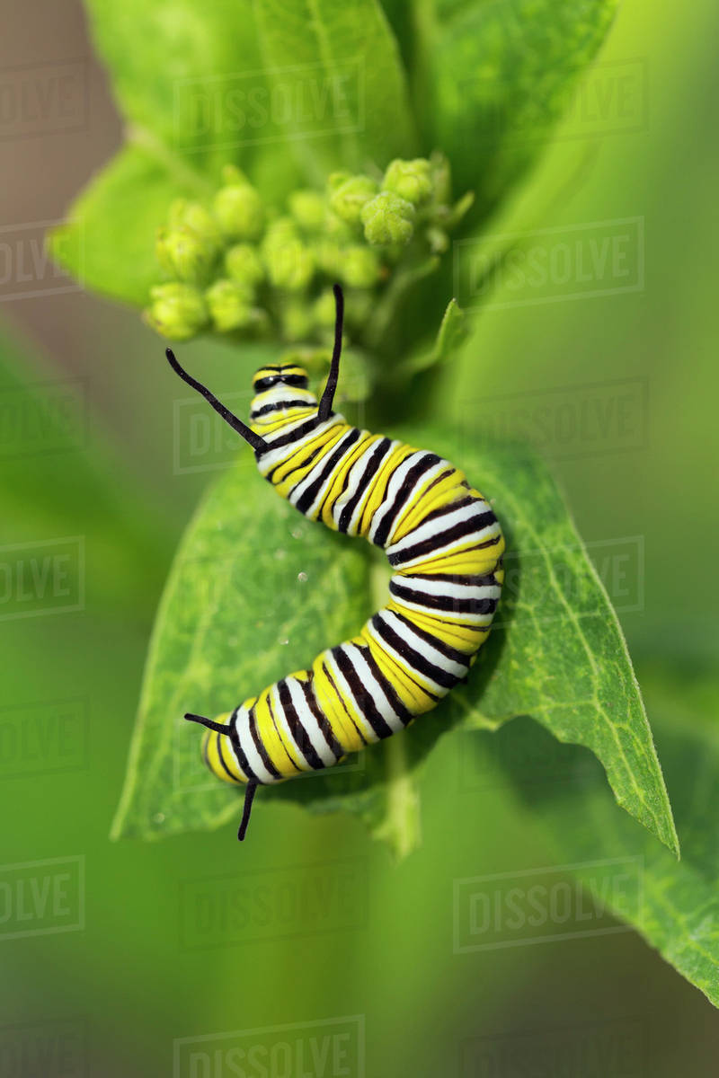 Monarch Butterfly Caterpillar (Danaus plexippus) on leaf, Shirley
