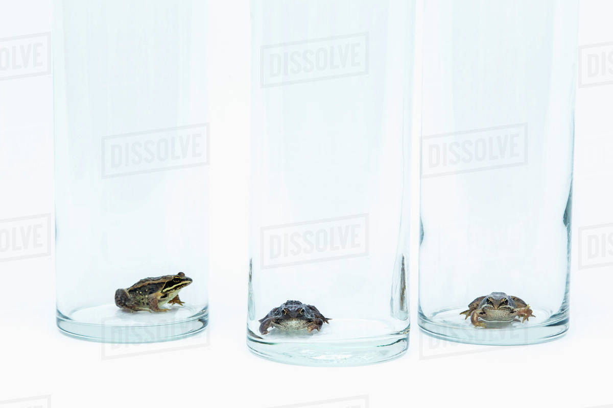 Three frogs sitting in clear glass jars in a row; Fort McMurray
