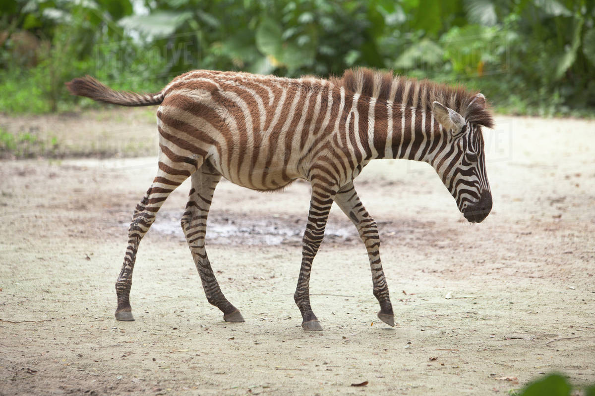 A Baby Zebra Walks At The Singapore Zoo; Singapore - Royalty-free Stock  Photo | Dissolve