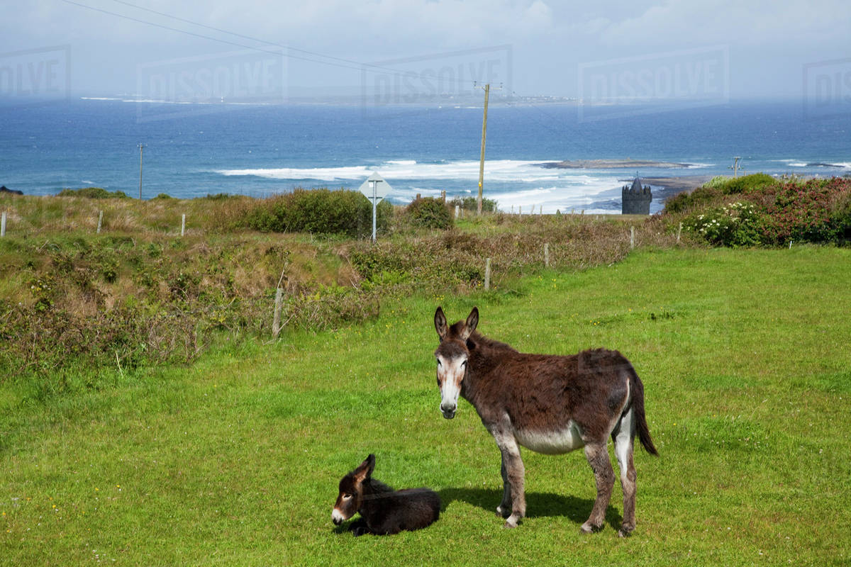A Donkey And It's Foal Near Doolin; County Clare, Ireland Stock Photo