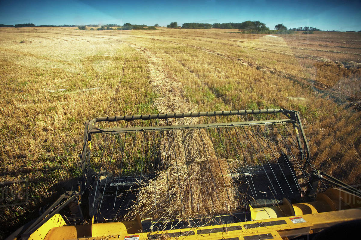 Combine Swath PickUp, Redvers, Saskatchewan, Canada Stock Photo
